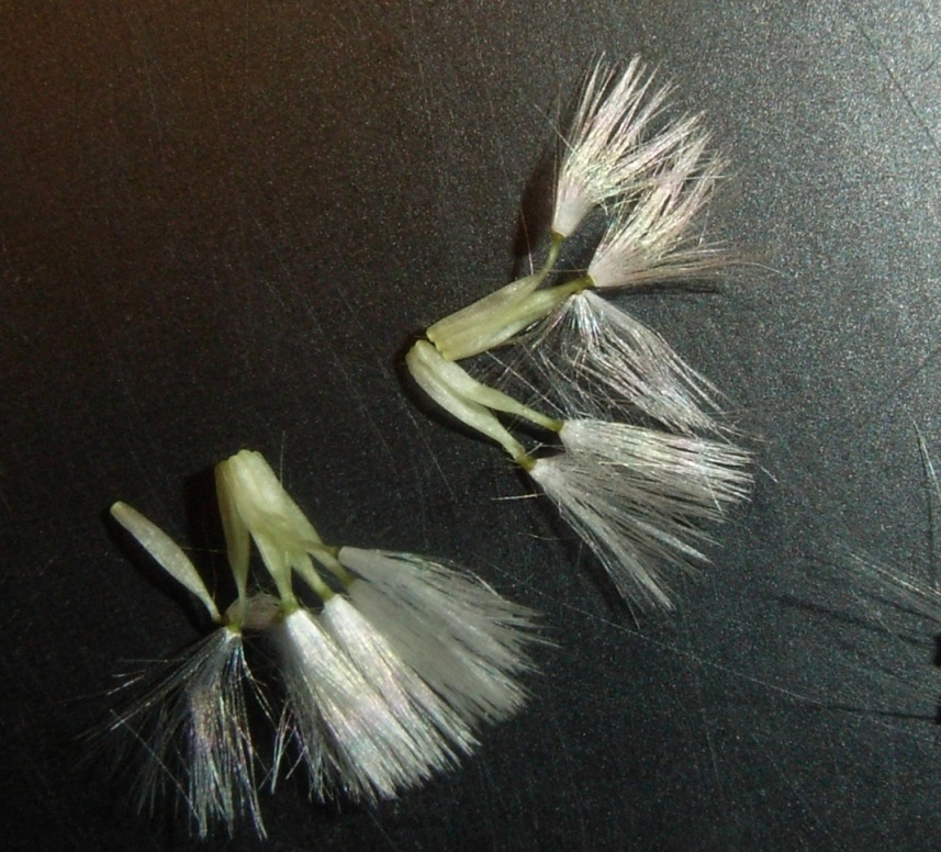 sul marciapiede - Crepis cfr bursifolia?